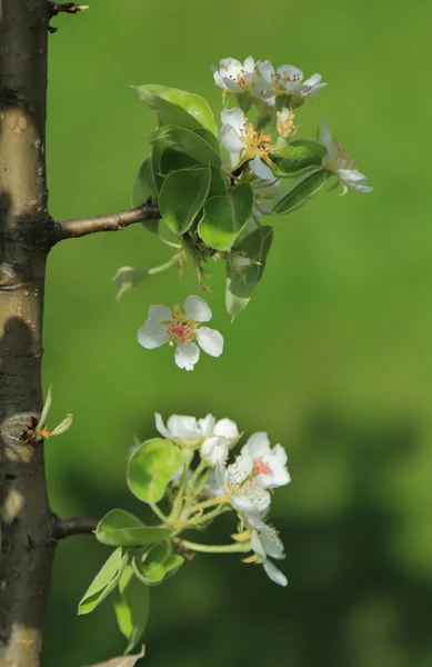 Blüten Birne Nahaufnahme, selektiver Fokus — Stockfoto