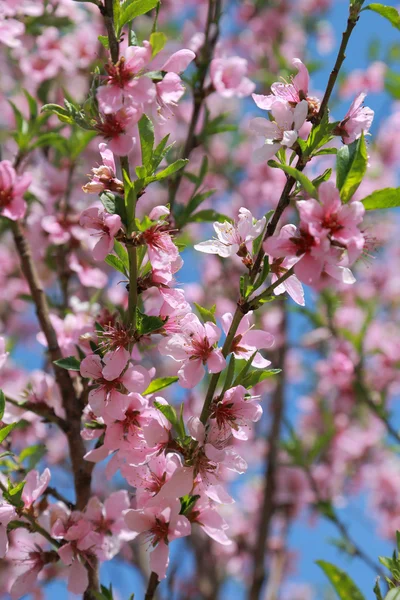 Blooming peach, selective focus — Stock Photo, Image