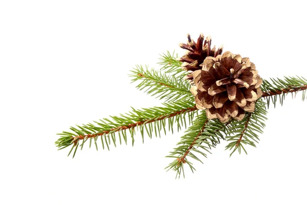 クリスマスの飾り - fir ブランチと金色の円錐形 — ストック写真