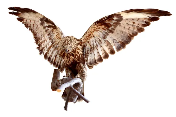 Gevulde eagle — Stockfoto