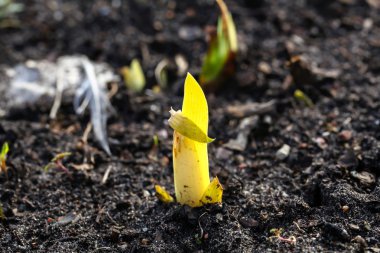 Genç sarı Fideler yakın çekim