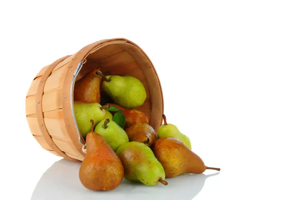 Bartlett and Bosc Pears in Basket — Stock Photo, Image
