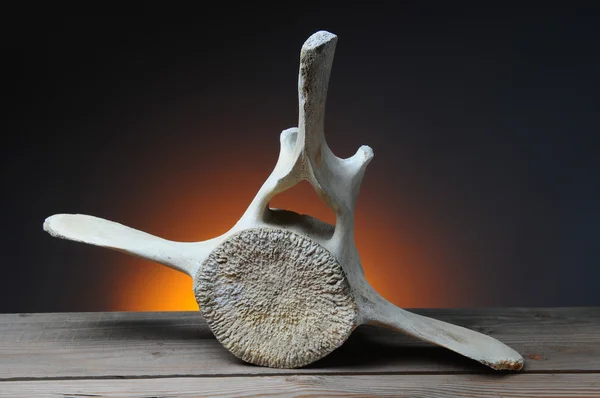 Baleia cinzenta Vertebrae — Fotografia de Stock