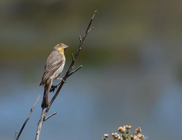 Uccello appollaiato su ramoscello — Foto Stock