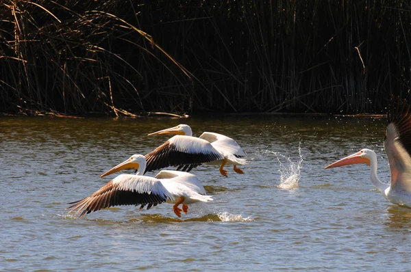 Белые пеликаны летят — стоковое фото