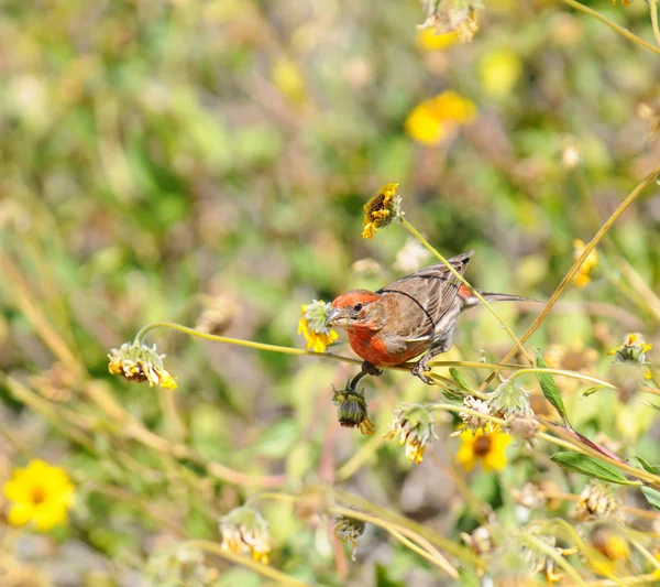 Finch de maison — Photo