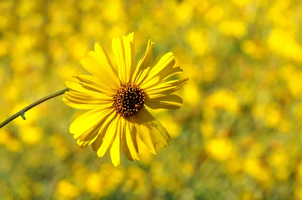 Gelbes Gänseblümchen Nahaufnahme — Stockfoto