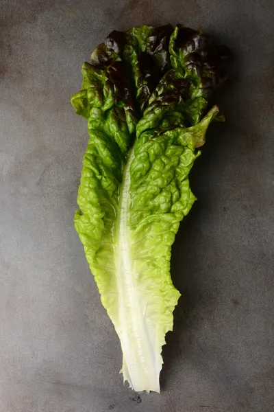 Lechuga de hoja roja — Foto de Stock