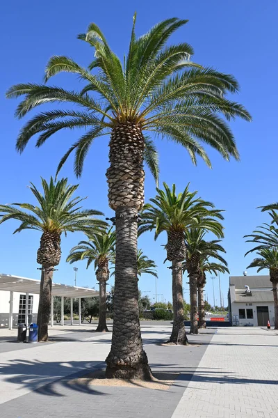 Irvine California Oct 2021 Palm Trees Palm Court Arts Complex — Stock Photo, Image