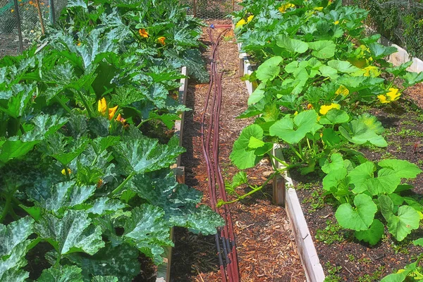 Jardín Verduras Verde Brillante Patio Trasero —  Fotos de Stock