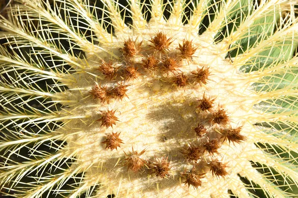 Розташування Верхньої Частини Кактуса Золотистої Бочки Рослини Пустелі Чіхуахуан Мексика — стокове фото