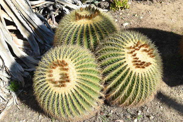 Три Золоті Кактусові Рослини Ростуть Пустелі Чіуауан Мексика — стокове фото