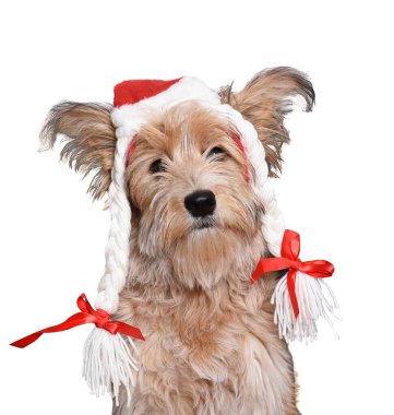 Beyaz tenli aptal bir Noel şapkası takan tüylü bir teriyerin yakın çekimi.