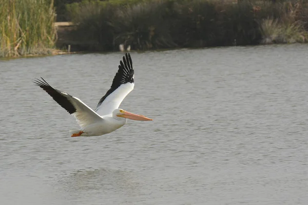 American White Pelican Pelcanus Erythrorhynchos Flying Waters Marsh — Stockfoto