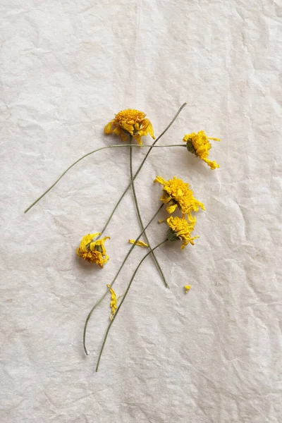 Gedroogde Bloemen Een Vel Perkamentpapier — Stockfoto