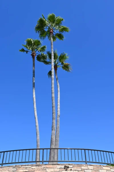 Three Palm Trees Recreation Point Heisler Park Laguna Beach California — Stock Photo, Image