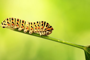 Caterpillar yeşil bir arka plan üzerinde