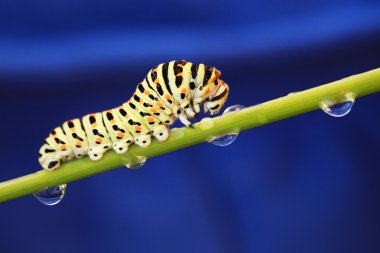 Caterpillar on a blue background clipart