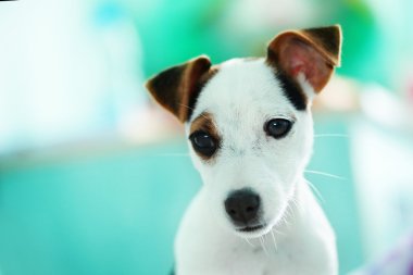 Jack Russel Terrier köpeği.