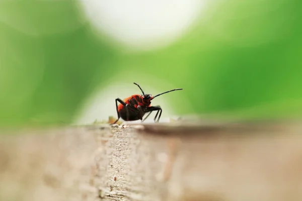 Zbliżenie chrząszcz — Zdjęcie stockowe