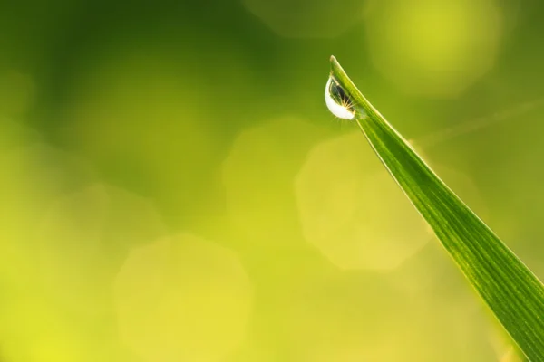 Water drops on blade of grass — Stock Photo, Image