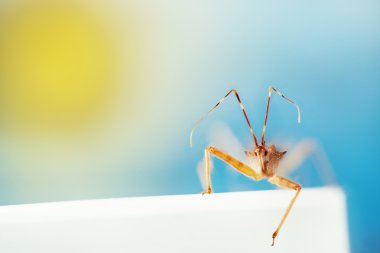 böcek içinde renkli arka plan üzerinde makro çekim