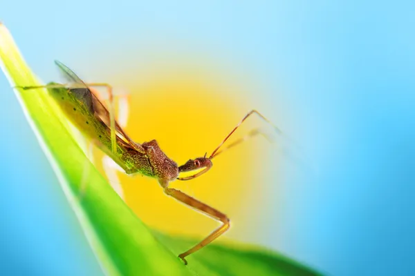 宏拍摄的彩色背景中的 bug — 图库照片