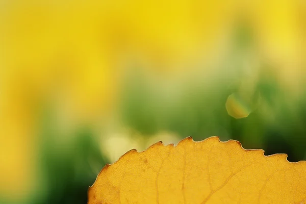 Folha amarela, macro close up — Fotografia de Stock