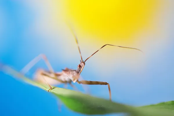 Makro snímek na chybu v barevné pozadí — Stock fotografie