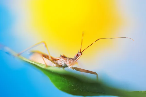 Macro shot sur bug en arrière-plan coloré — Photo