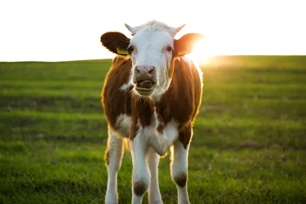 Koe in het veld — Stockfoto