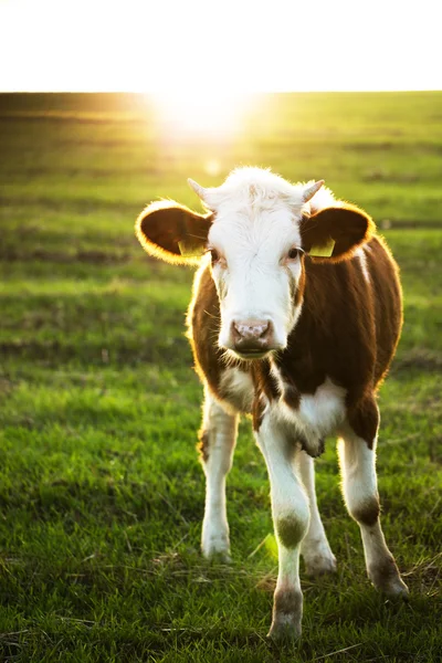 Vacas em pé em um pasto — Fotografia de Stock