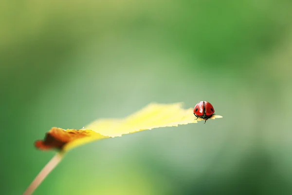 黄色的叶子上的瓢虫 — 图库照片