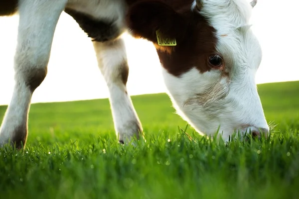 Kuh weidet auf frischer Weide — Stockfoto
