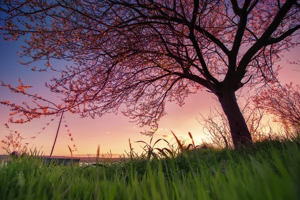 Lac au coucher du soleil avec un arbre de printemps et un bateau — Photo