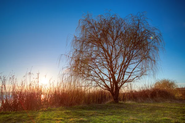 Tó naplementekor, egy fa — Stock Fotó
