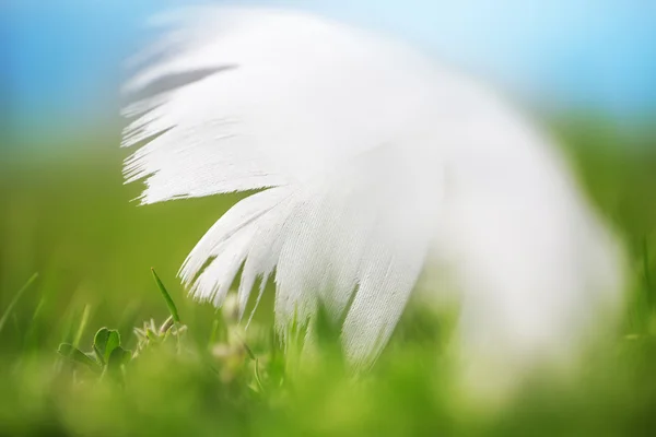 芝生に寝ころんで白い羽 — ストック写真