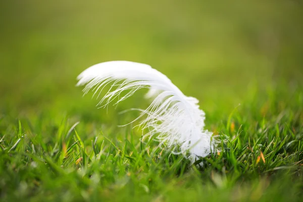 Pluma blanca tendida sobre la hierba — Foto de Stock