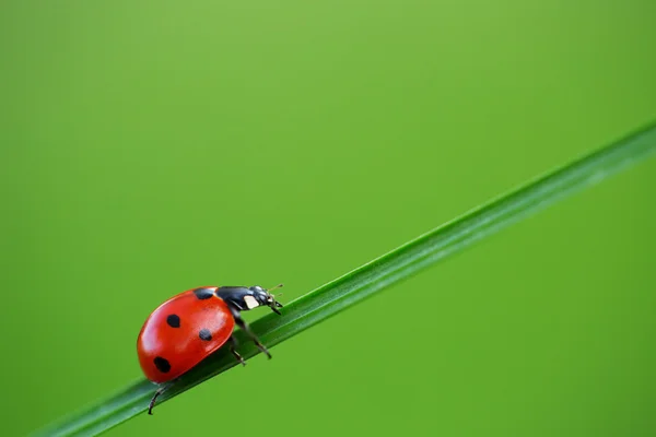 Coccinella su erba verde — Foto Stock