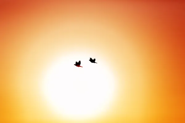 Flying birds in the sky — Stock Photo, Image