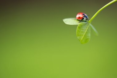 Ladybug on green leaf clipart