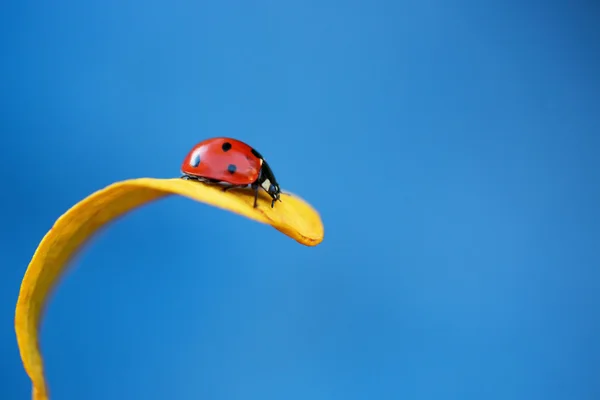 Coccinella su foglia gialla — Foto Stock