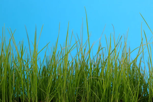 青に分離された緑の芝生 — ストック写真