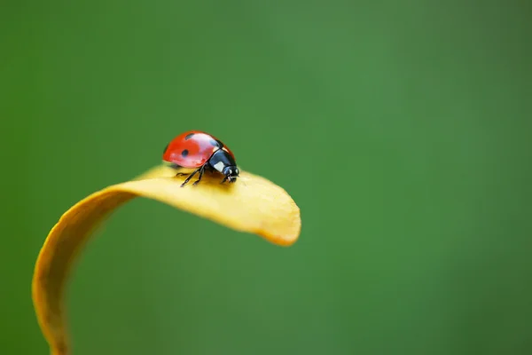 Coccinelle sur feuille jaune — Photo