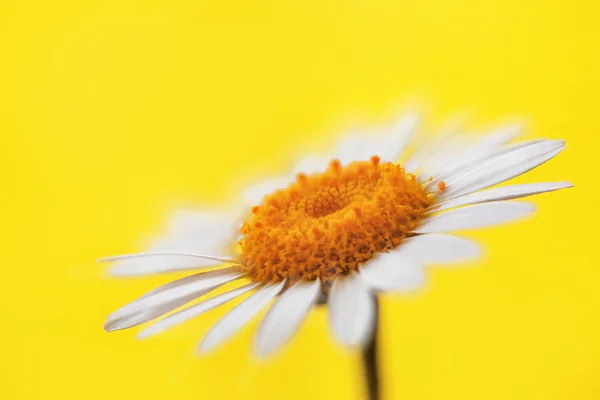 Daisy květiny na žlutém pozadí — Stock fotografie