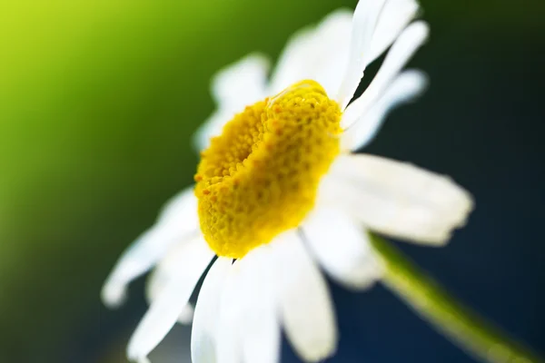 Flor de margarita sobre fondo verde — Foto de Stock