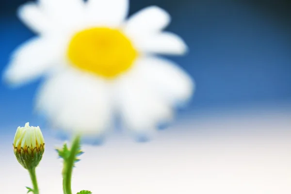 青い背景のデイジーの花 — ストック写真