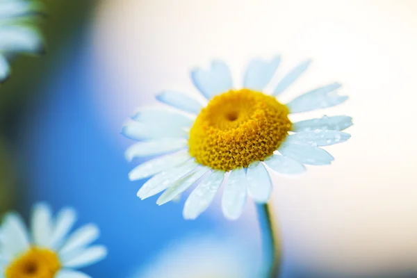 Daisy flower on blue background — Stock Photo, Image