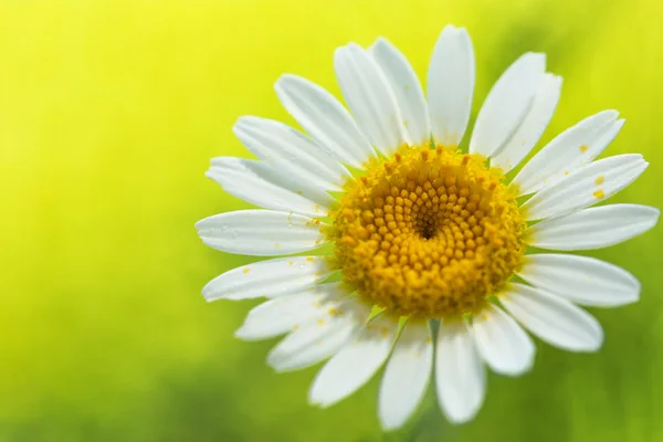 Daisy flower on yellow — Stock Photo, Image