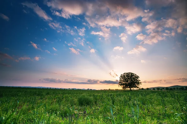 Prato primaverile con grande albero — Foto Stock